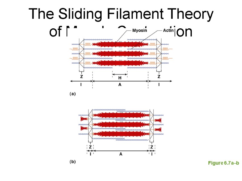 The Sliding Filament Theory  of Muscle Contraction Figure 6.7a–b
